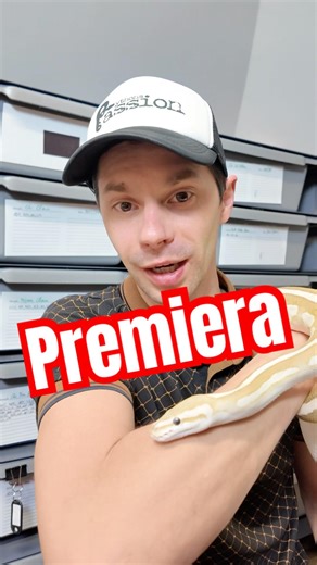 Premiera 11.04.2026 godzina 17:00 #pytonkrólewski #snake #premiera #ballpython #pyton #wiedza