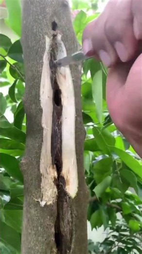 Thick Oil-Rich Agarwood | Deep Resin Layer Revealed by Scraping Bark