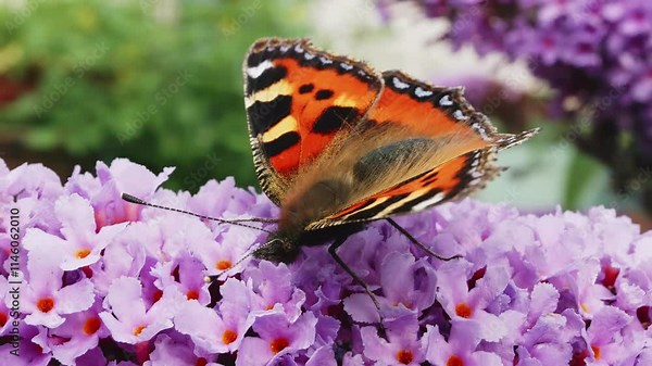 Butterfly collecting nectar on a Buddleia plant stock footage