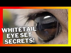 WHITETAIL EYE SET SECRETS!