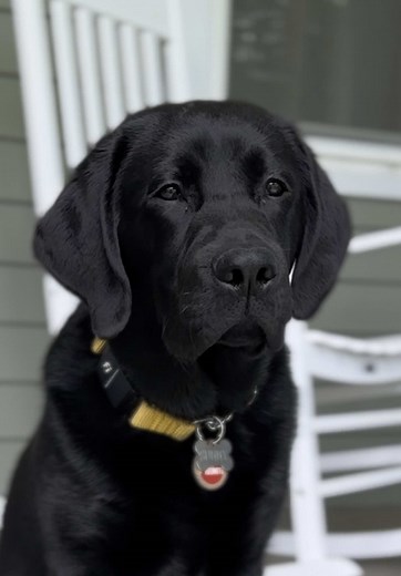 Black Lab Puppy Growth: From Two to Six Months