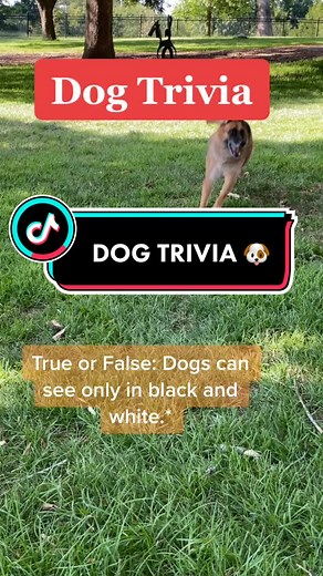 Nala The GSD Service Dog on TikTok