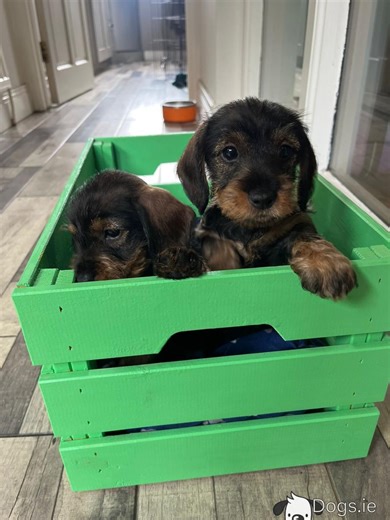 IKC Registered (pending) Miniature Wirehair Dachshund puppies in Meath