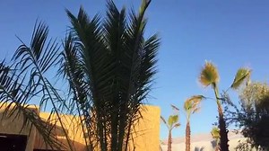 44K views · 395 reactions | There are lots of trees at the venue of the United Nations Climate Conference (#COP22) in Marrakech, some more unusual than others. See if you can spot the solar tree! | UN Climate Change | Facebook