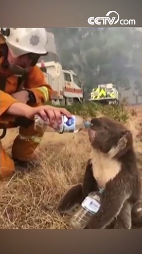 A firefighter helped a thirsty koala drink from a water bottle, Sunday, December 22, in South Australia as fires continued to rage in the area. #WorldNews | CCTV