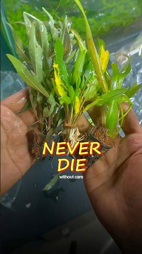 Most People Kill Plants These Ones Won’t Die😱||#aquarium #plantedtank