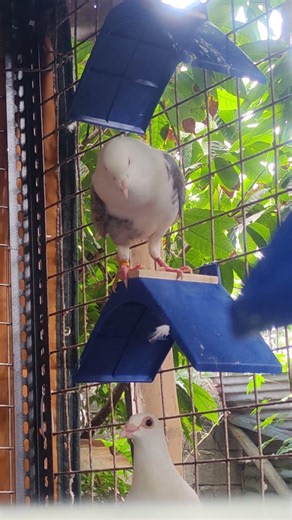 🔥 Beautiful Saddle Pigeon | Rare Pattern 🕊️ #Shorts