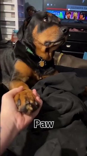 Cool Dog Tricks That'll Make You Smile