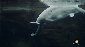 Watch this beluga whale give birth to a healthy baby girl weighing 174 lb! Isn’t motherhood incredible? ❤️ Since 2007, the Georgia Aquarium has partnered with other facilities to conduct field research on beluga whales in Bristol Bay, Alaska, where the species population faces significant threats to their environment. Stream #TheAquarium on discovery to see more of the amazing animals at Georgia Aquarium. #MothersDay #Moms #MothersDay2022 | Animal Planet