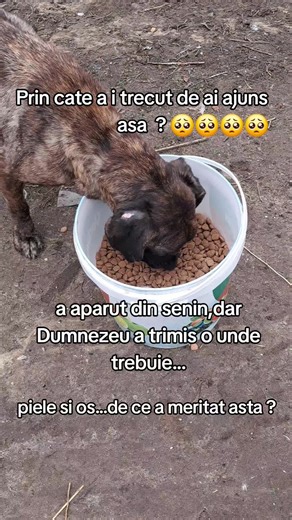 Videoclipuri postate de Felix WMW (@felix.wmw) cu original sound - Muddasir mughal