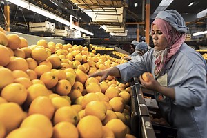 Sustainable Agribusiness and Food Value Chains | Policy Support and Governance Gateway | FAO