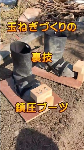 【玉ねぎ苗】の上手な植え付け｜鎮圧ブーツが、大活躍！＃タマネギ ＃鎮圧 ＃農業DIY