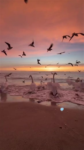 #creatorsearchinsights #criandoconteudos #tiktokshop @Elvira Alice