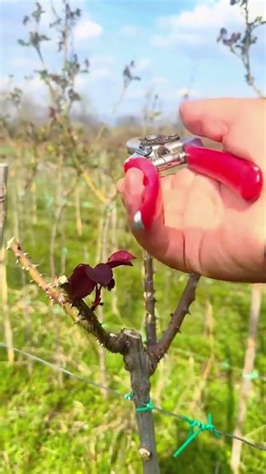 Mastering Rose Pruning: Your Ultimate Guide for Beginners