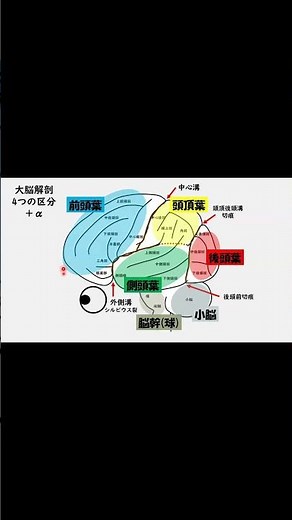【大脳解剖】回溝の確認をしよう
