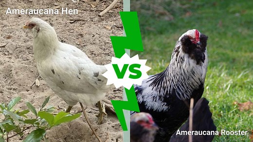 Ameraucana Hen vs Rooster: What Are The Differences?