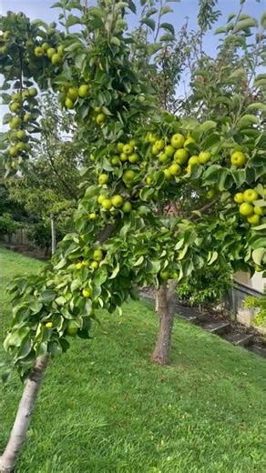 Seb Se Bhara Darakht | Healthy Apple Tree Full of Fresh Fruit 🍏