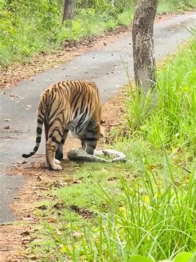 50K views · 1.1K reactions | Tiger kill the Python and eating National Geographic National Geographic India | Ranthambhore Tiger Safari | Facebook