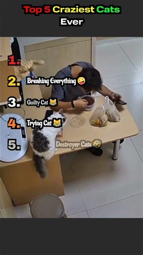 Top 5 Craziest Cats Ever 😹🔥#cat #funny #pets #animals #funnycats