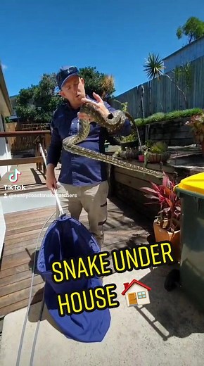 Snake Under Deck! 🐍 Wildlife Relocation