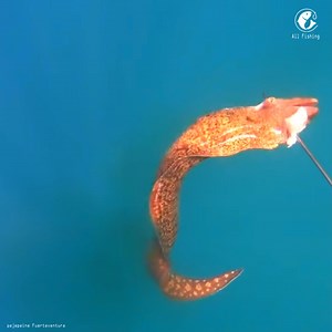 Sea Discover on Reels