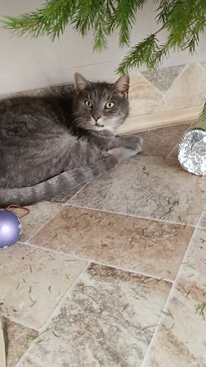 Samuel #cat #cica #katze #kitten #kedi #kucing #gatto