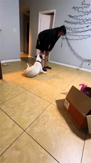 Anything hound possible love Sydney to death #hounddog #viral #trend #doglife #bestfriend