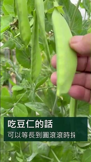 荷蘭豆種植技巧分享