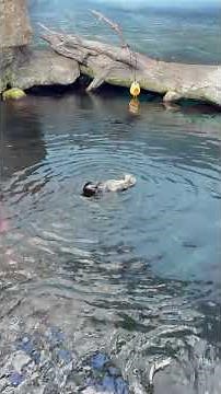 Wildlife of Italy: Animals Native Only to This Country #makehatestudio #wildlife #animals#italia