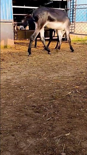 Funniest Donkey Ever Donkey Training the fun way 104