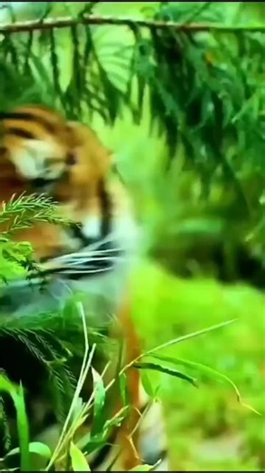 fke Man (@fke.man4)’s videos with original sound - ✨🅰️𝗔𝗯𝗿𝗮𝗵𝗮𝗺🅱️✨