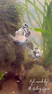 33K views · 746 reactions | Meet the convict cichlid, a fish with an attitude. #fyp #convictcichlid #cichlid #fishtrivia #fishfunfacts | GuppyKoi | Facebook