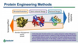 What’s the best #protein #engineering method for your research? Semi-rational design combines the best of directed evolution and rational design to deliver results while reducing screening effort. Watch Part 1 of our Protein Engineering Series and learn more about the different protein engineering methods used to deliver protein mutagenesis. Check out more on GenScript’s Precision Mutant Libraries here: https://www.genscript.com/precision-mutant-library.html?src=pullmenu | GenScript