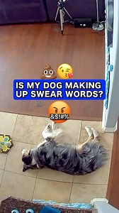 💩😘 This one is for everyone that voted for the Poop Button to be added 🤦‍♂️ *Use code LETSGORIP for 12% off buttons ($50 )* #talkingdog #letsgoripley #ripleytalks #fluentpet #australianshepherd #smartdog | Lets Go Rip