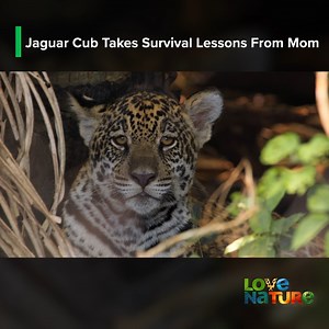 Test limits with jaguar cub Frida, who’s honing her survival skills in Brazil’s Caiman Lodge Reserve. Learn how to sneak with mum Gatuna, see sister Anouk help her hide from hungry interlopers, and go on a reckless solo trek that takes a lucky turn. #jaguar #cubs #animals | Love Nature