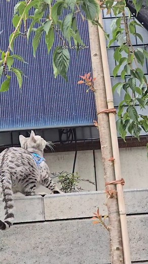 56K views · 4.1K reactions | Wo ich Cosmo gefunden habe #Katzen #lustigetiere | apollo_und_cosmo | Facebook