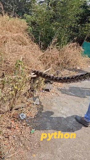 Monam on Instagram: "11 feet long Indian python was rescued by the members of the Wildlife Conservation Society of Chirner and released in broad daylight in a rice mill at Kalambusare village in Uran taluka in the natural free environment of Indrayani forest. .@vivek keni v…n..s..s #mumbaimaharashtra #uran #panvel #rescue #rescueteam #python #sneckers"