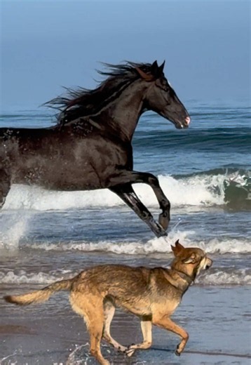 Emur horses running free: pure freedom and joy