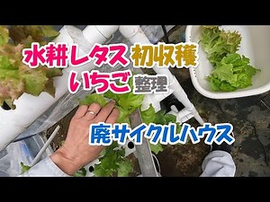 お試し水耕 温室レタス初収穫