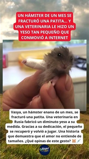 EL HÁMSTER DE UN MES QUE RECIBIÓ UN YESO TAN PEQUEÑO QUE CONMOVIÓ AL MUNDO
