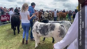 C35: Pairs competiton (must be of the same breed) | Thatsfarming.com