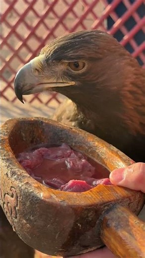 Golden Eagle Power Moment 🦅 | Ancient Falconry in Action #shorts #shortsfeed #shortsyoutube #birds