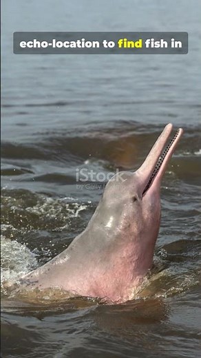 Pink Dolphin – The River Dolphin That Turns Pink #facts #animals