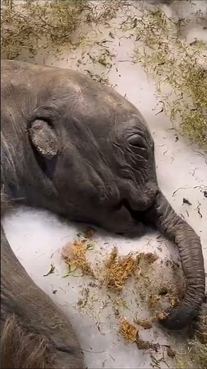 Baby Woolly Mammoth Found Frozen At 30,000 Years Old!