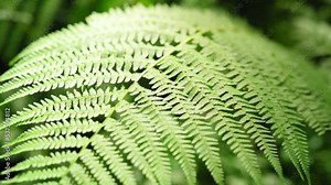 Green fern leaf close up. Natural background, plants in the forest. A carved fern leaf sways in the wind through the rays of the sun. Slow motion Stock Video