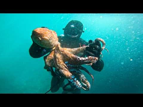 HUGE Octopus Catch & Cook in Devon