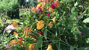 Beautiful blooming mirabilis flowers. 4k video - 3840x2160, 30fps.