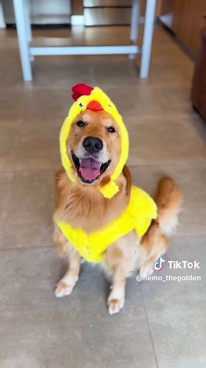 Creative Halloween Dog Costumes Ideas for Golden Retrievers