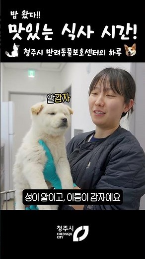It's mealtime! With a cute baby potato mukbang, a day at the Pet Protection Center #Pets #Cheongj...