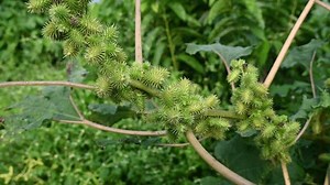 Xanthium strumarium (rough cocklebur, Noogoora burr, clotbur, common cocklebur, large cocklebur, woolgarie bur) herbs plants.